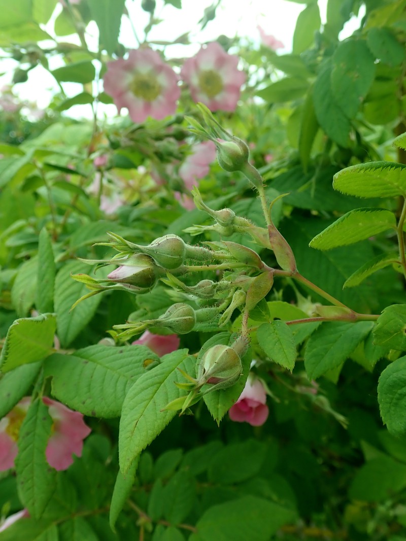 Rosa caudata var. maxima photo 4