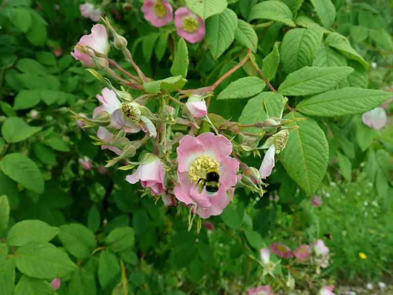 Rosa caudata var. maxima photo 5