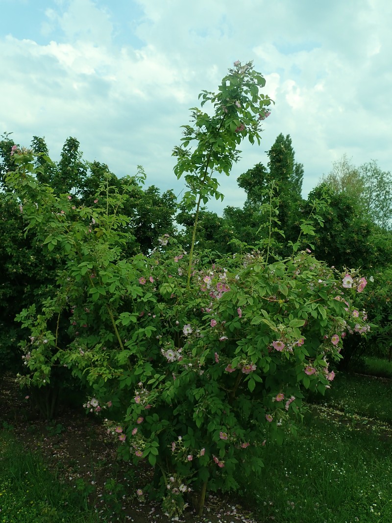 Rosa caudata var. maxima photo 6