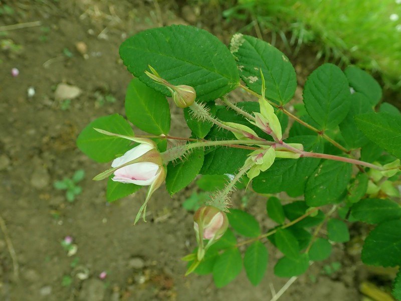 Rosa caudata var. maxima photo 7