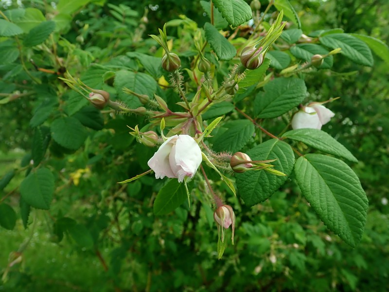 Rosa caudata var. maxima photo 8