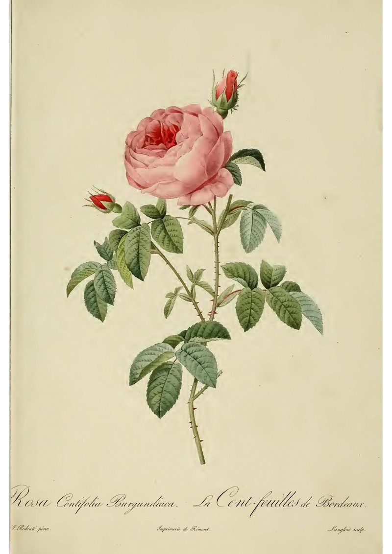 Cabbage Rose photo 2