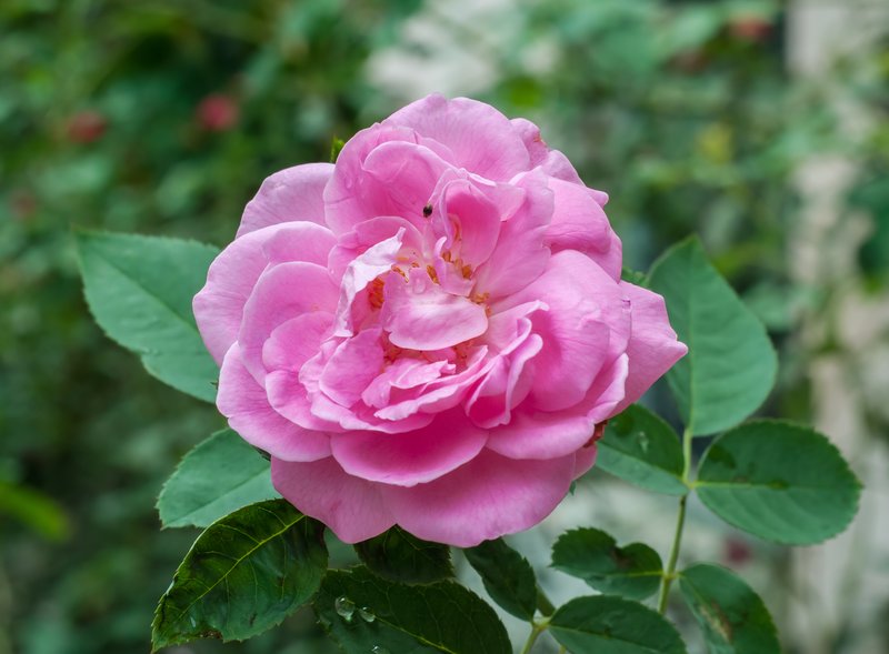 Cabbage Rose photo 3