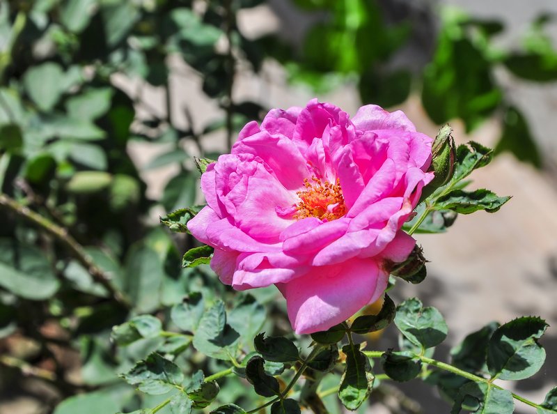 Cabbage Rose photo 4