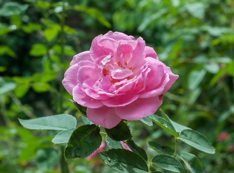 Cabbage Rose photo 5