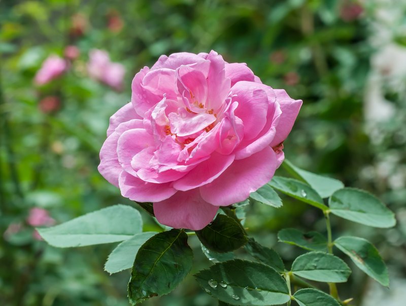 Cabbage Rose photo 6
