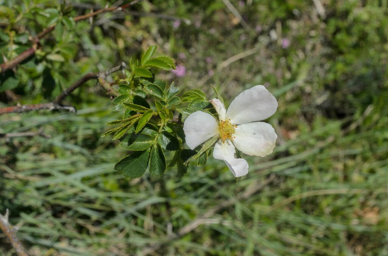 Rosa chavinii