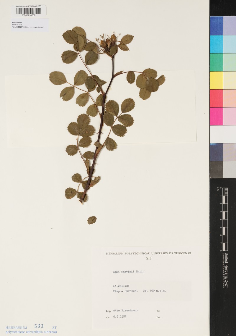 Rosa chavinii photo 6