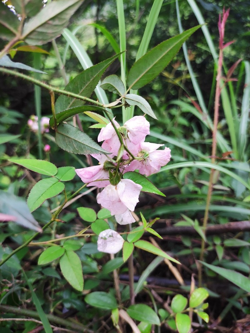 Chinese Rose photo 4