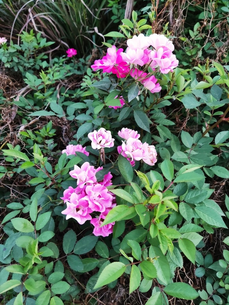 Chinese Rose photo 5
