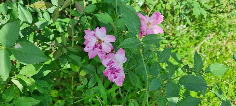 Chinese Rose photo 6