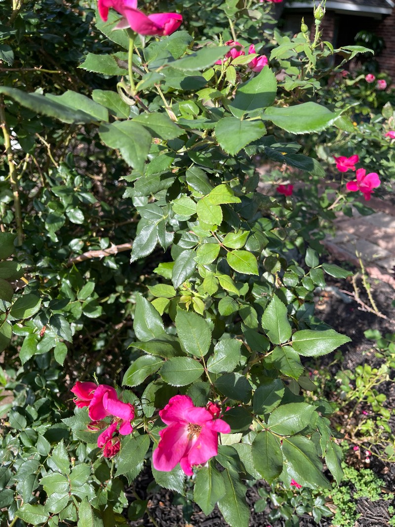 Chinese Rose photo 7