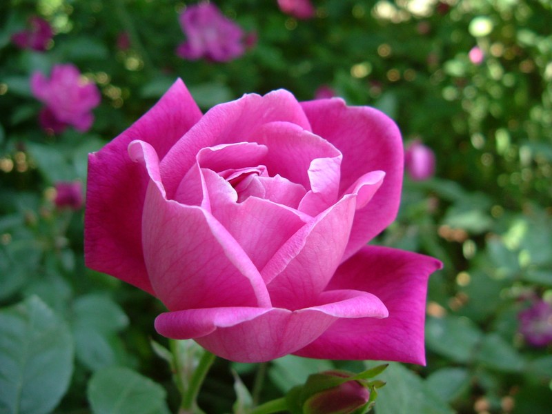 Chinese Rose