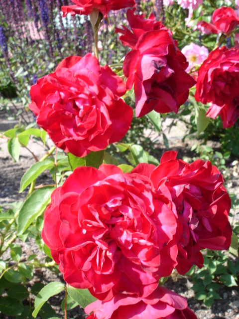 Chinese Rose photo 5