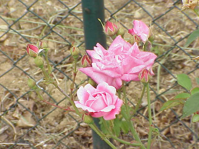 Chinese Rose photo 6