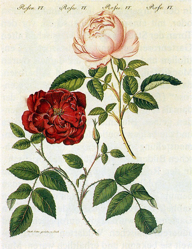 Chinese Rose photo 3