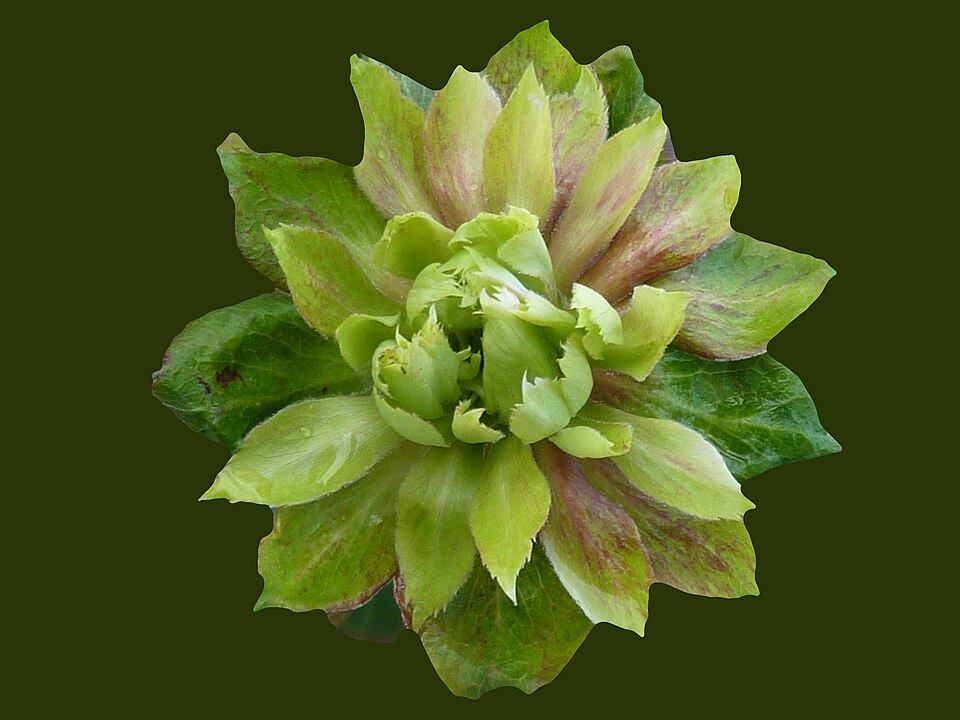 Chinese Rose photo 7
