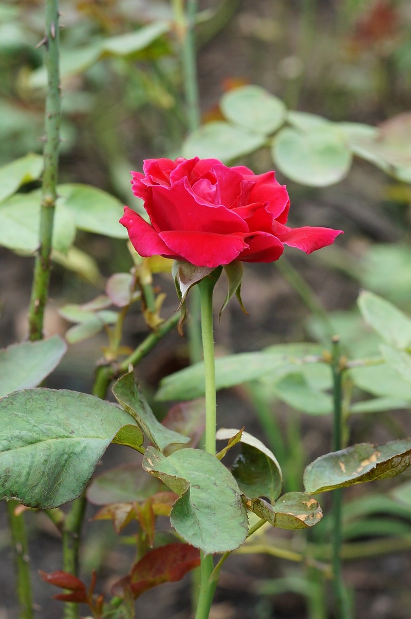 Chinese Rose photo 3