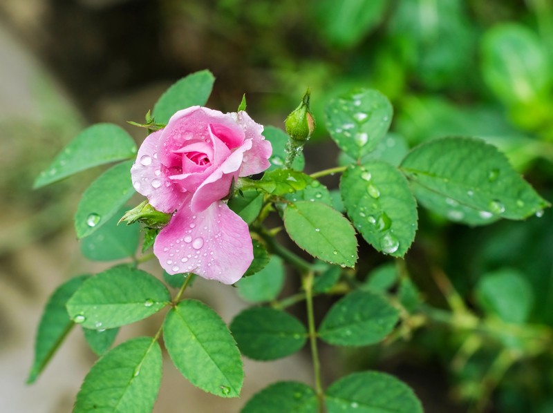 Chinese Rose photo 4