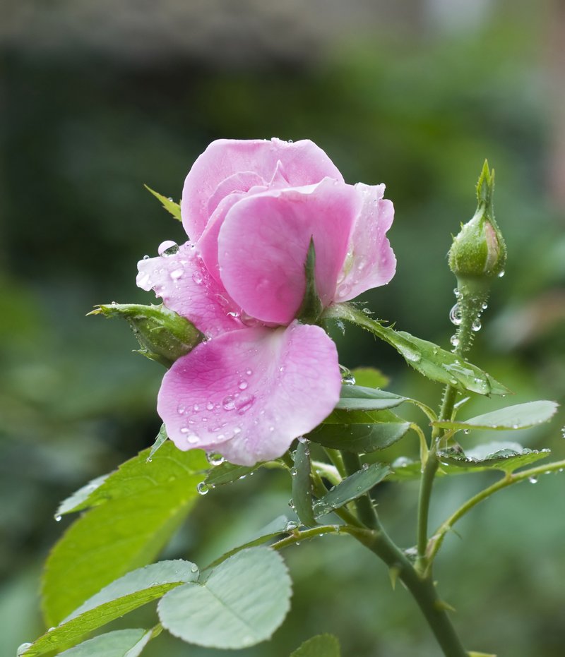 Chinese Rose photo 8