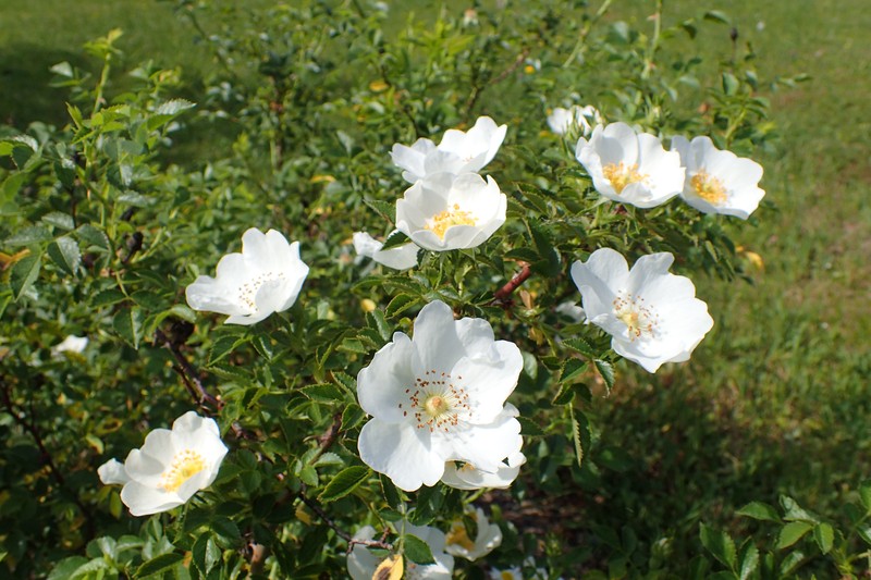 Rosa chionistrae