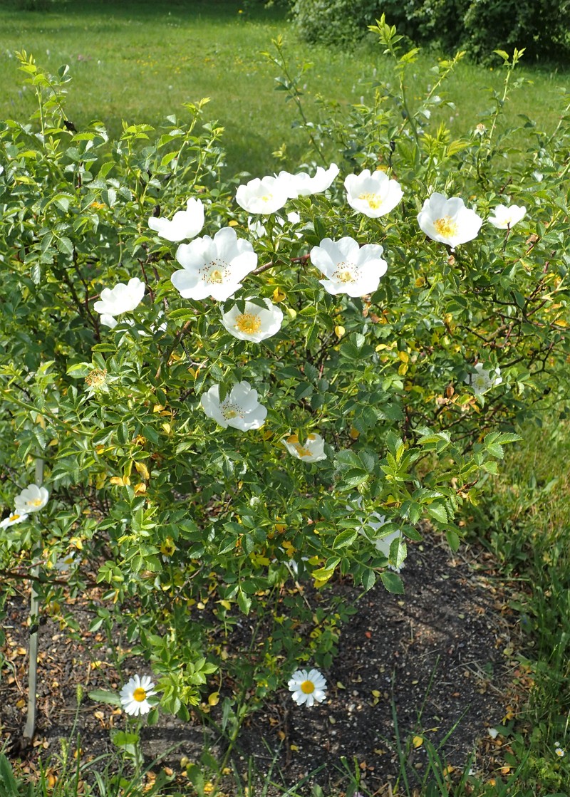 Rosa chionistrae photo 2