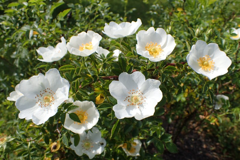 Rosa chionistrae photo 3