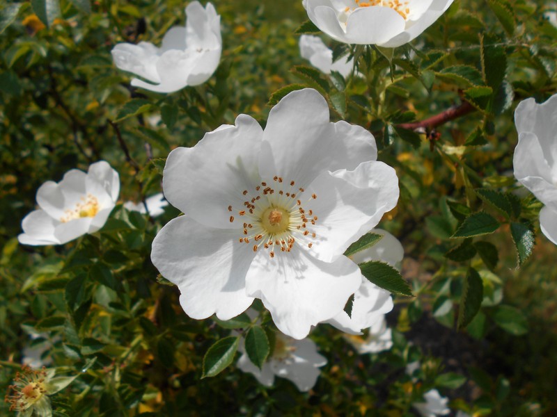 Rosa chionistrae photo 4