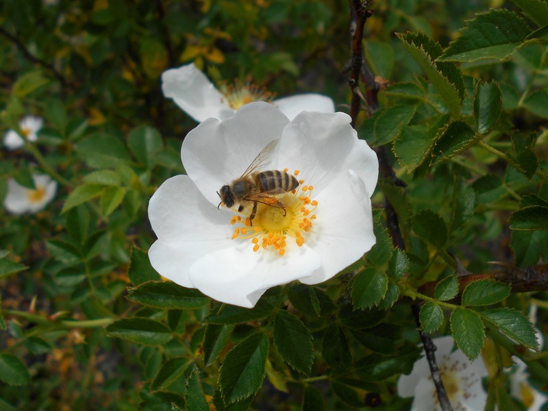 Rosa chionistrae photo 5