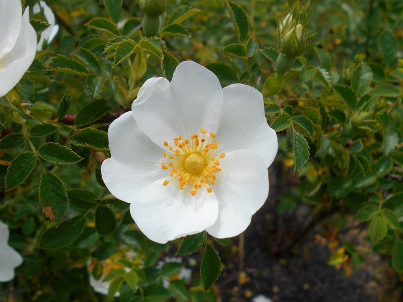 Rosa chionistrae photo 6