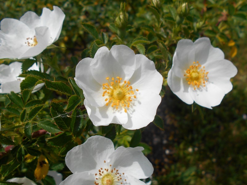 Rosa chionistrae photo 7