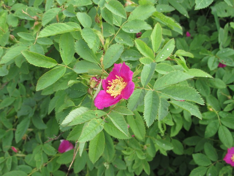 Double Cinnamon Rose photo 4