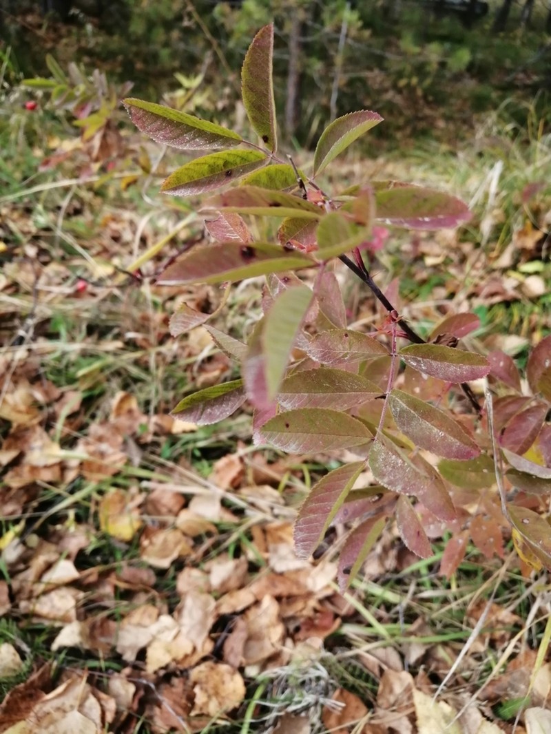Double Cinnamon Rose photo 6
