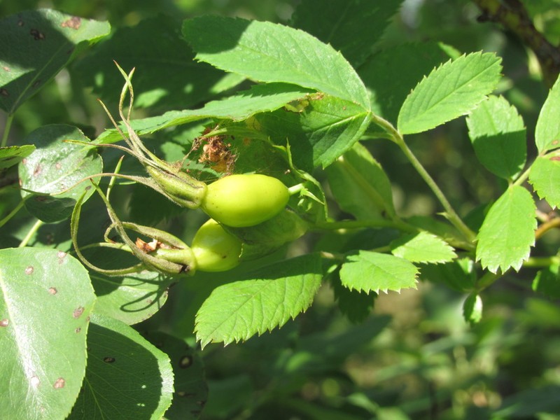 Cinnamon Rose photo 5