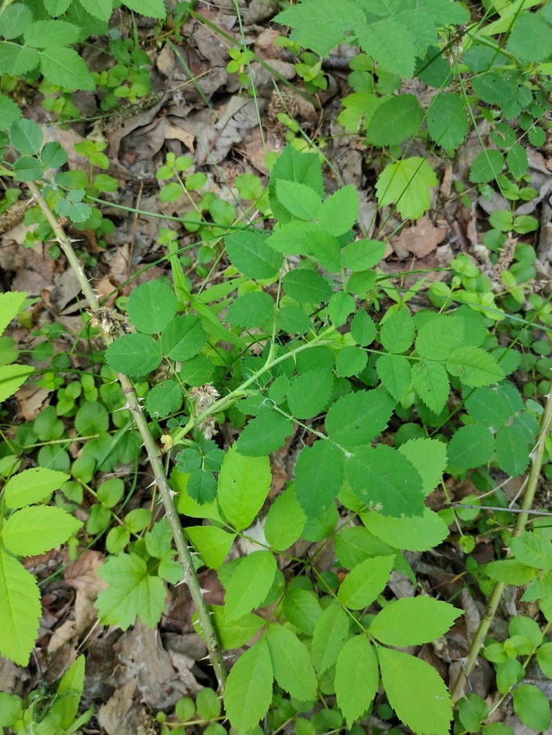 Cinnamon Rose photo 7