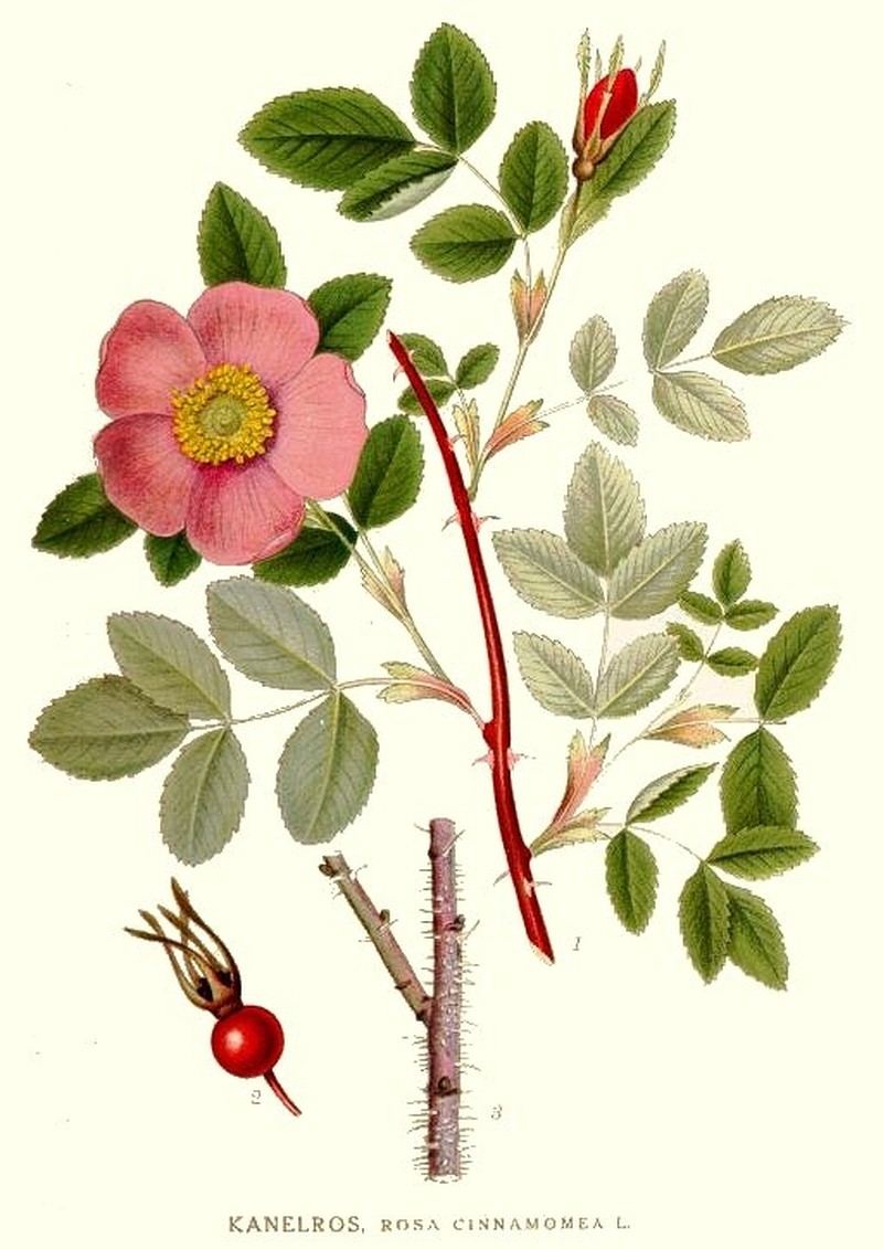 Cinnamon Rose photo 2