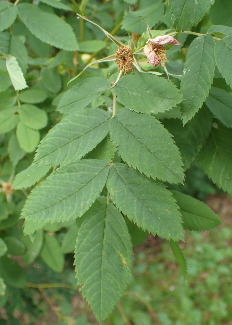 Cinnamon Rose photo 5