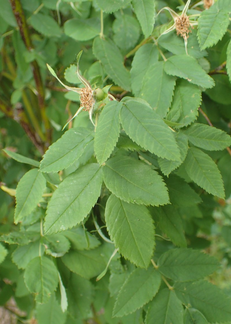 Cinnamon Rose photo 6
