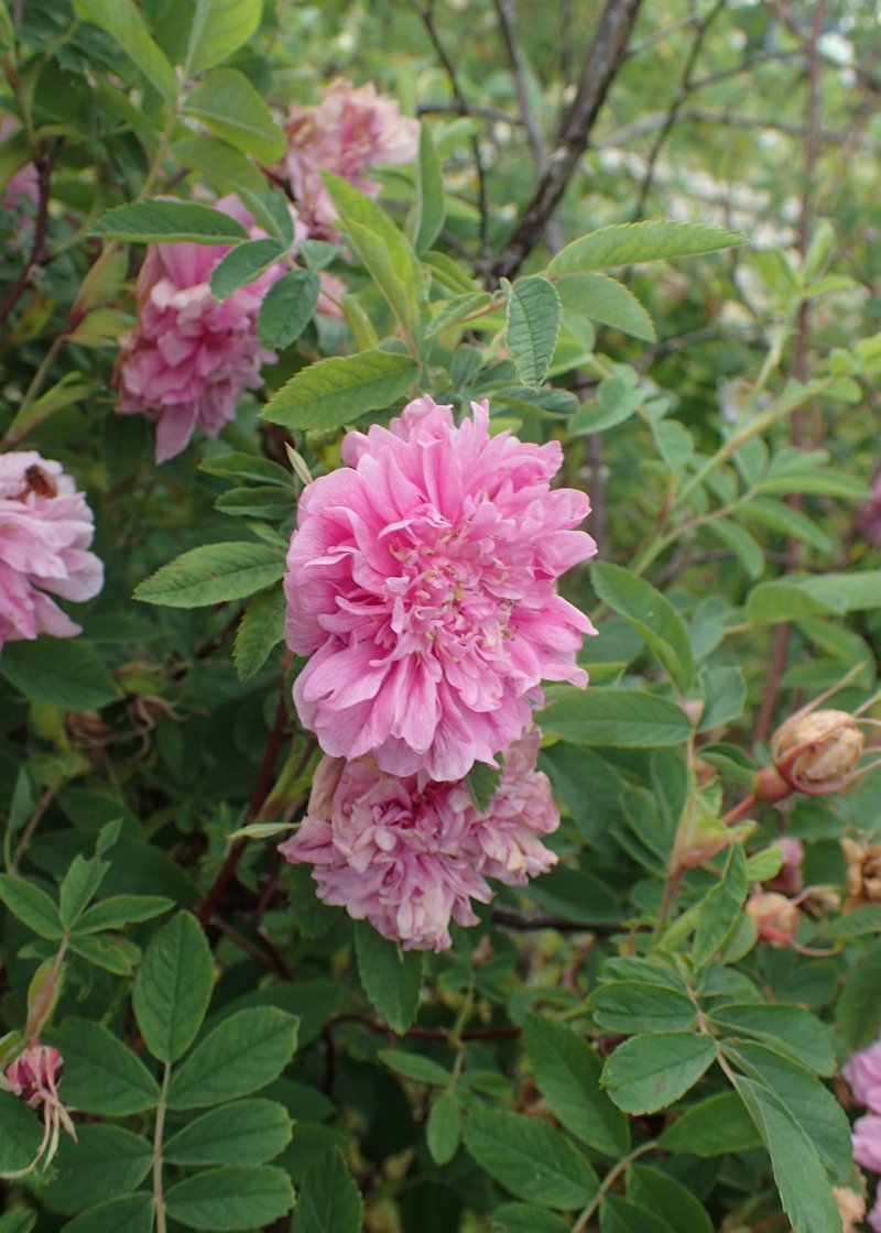 Cinnamon Rose photo 7