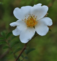 Rosa clinophylla