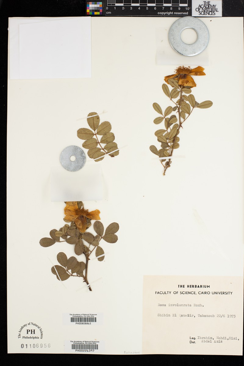 Rosa clinophylla photo 2