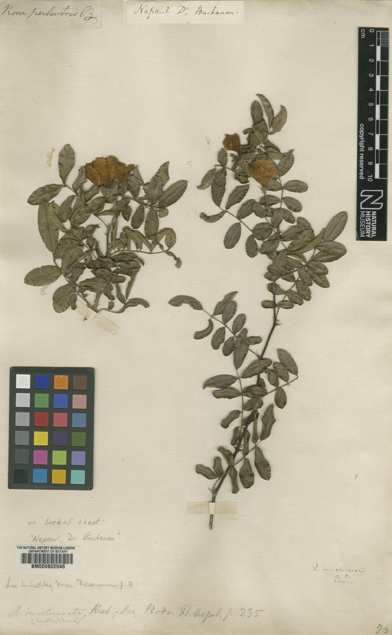 Rosa clinophylla photo 3