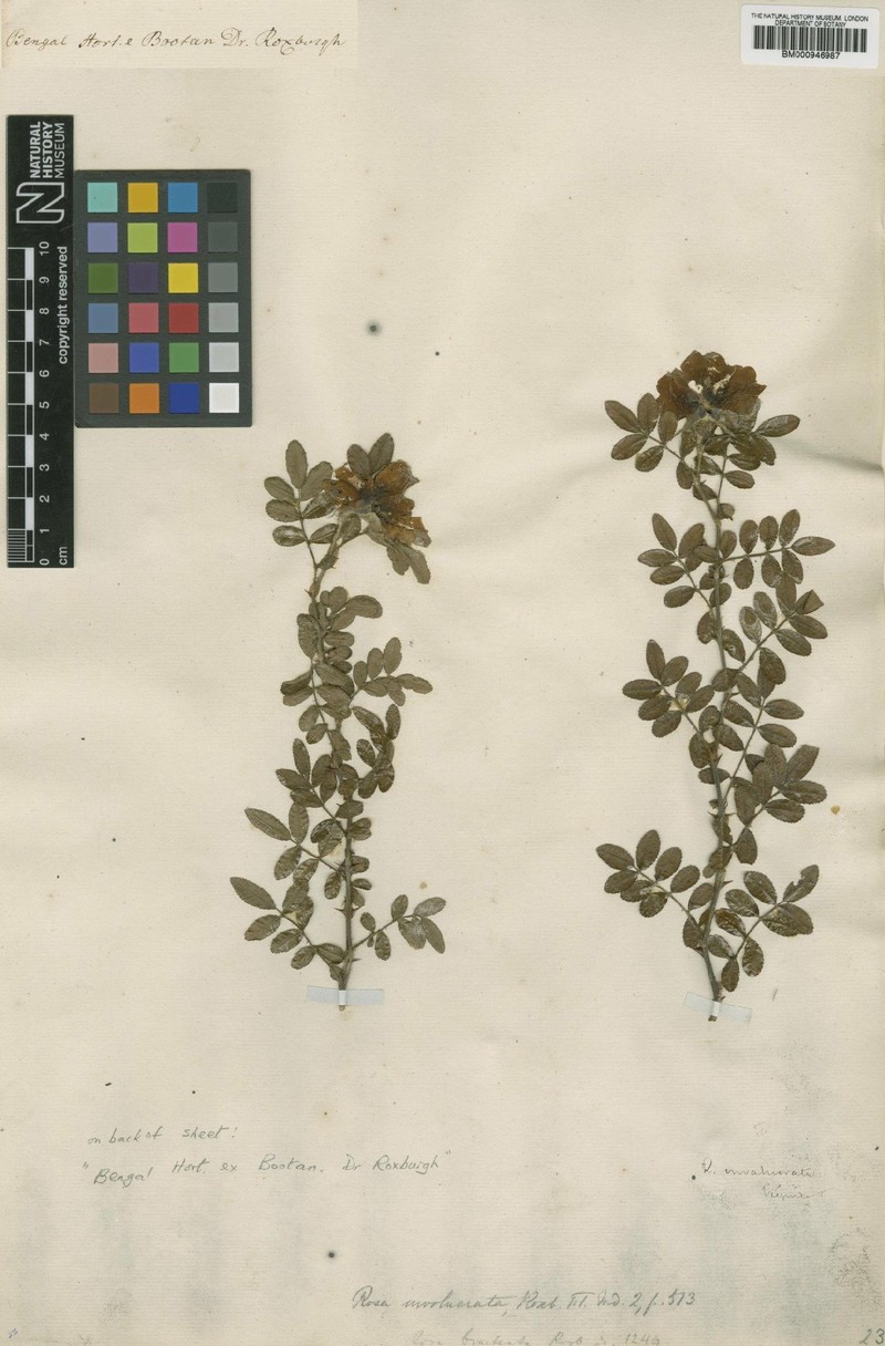 Rosa clinophylla photo 4