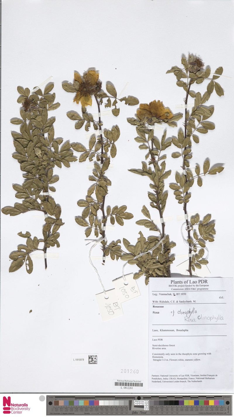 Rosa clinophylla photo 5