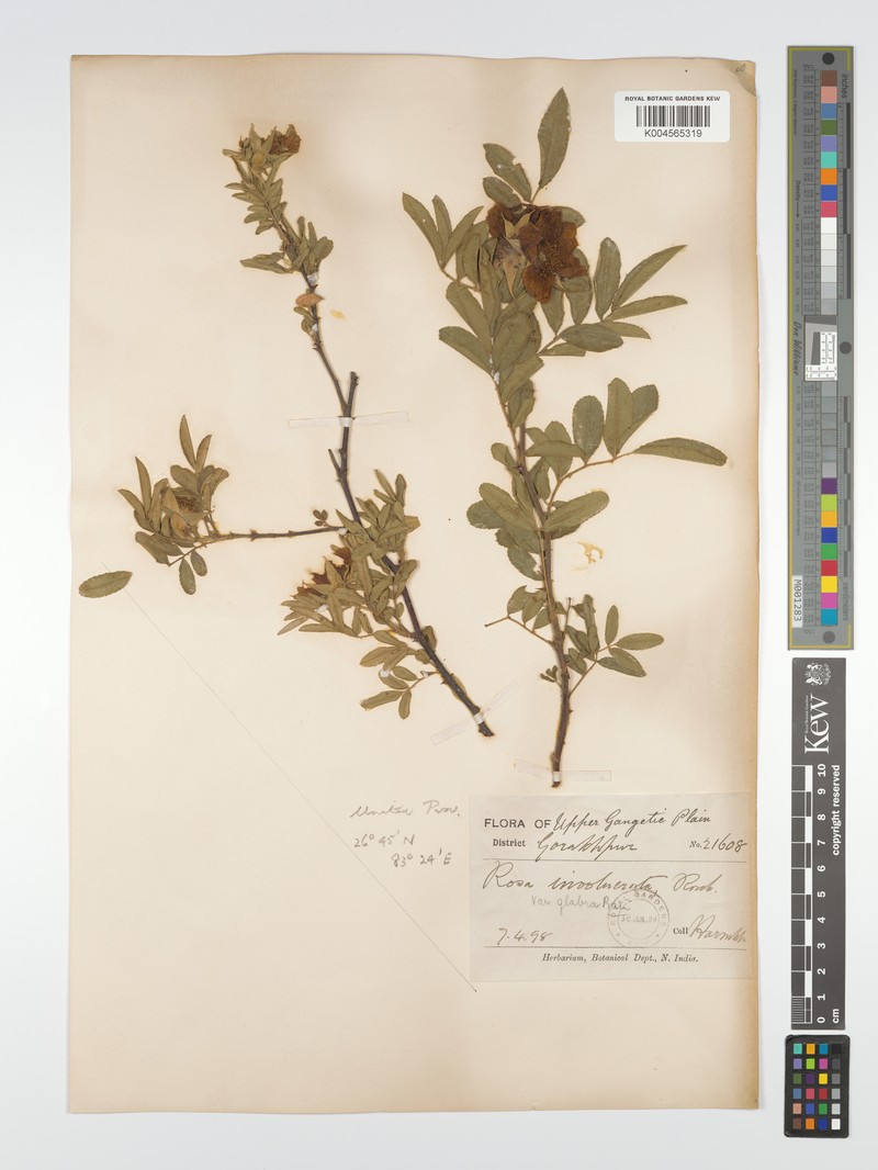 Rosa clinophylla photo 6