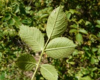 Rosa corymbifera