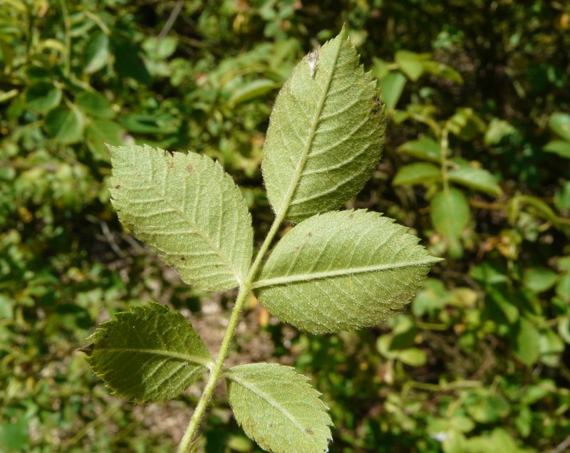 Rosa corymbifera