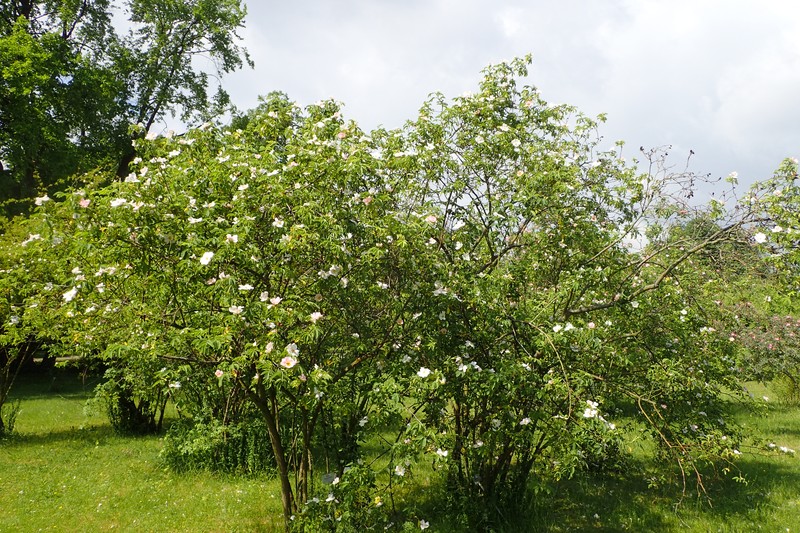 Rosa corymbifera photo 2