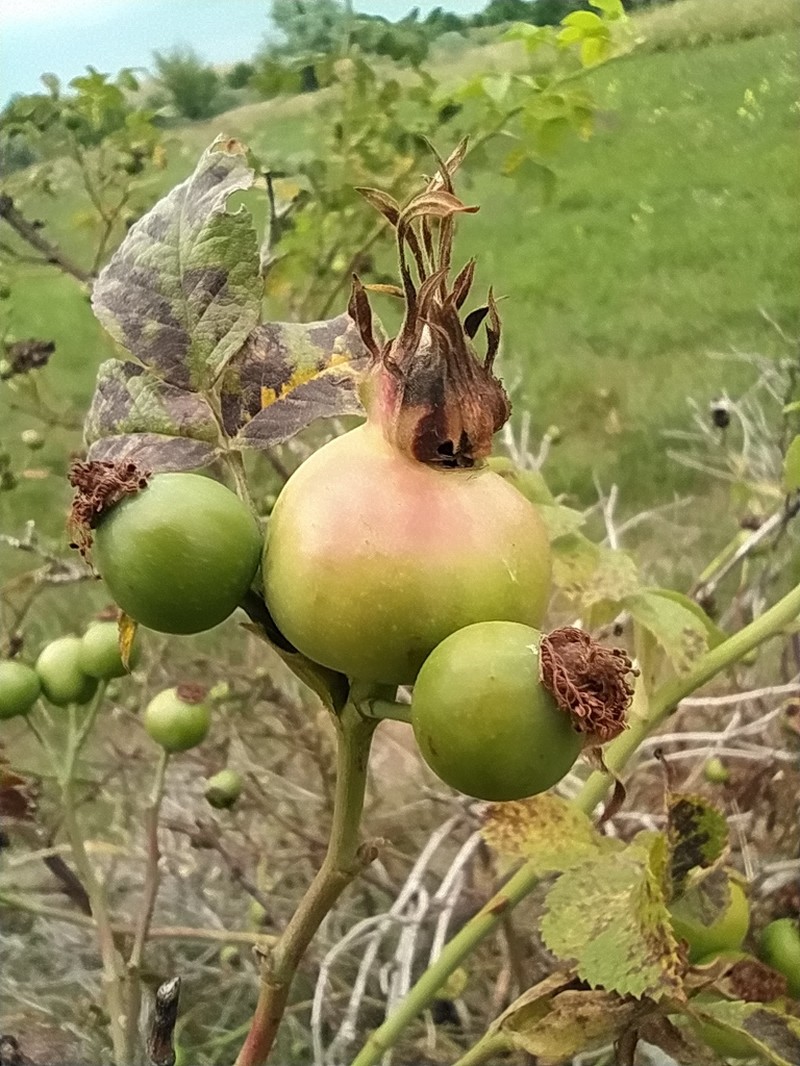 Rosa corymbifera photo 3