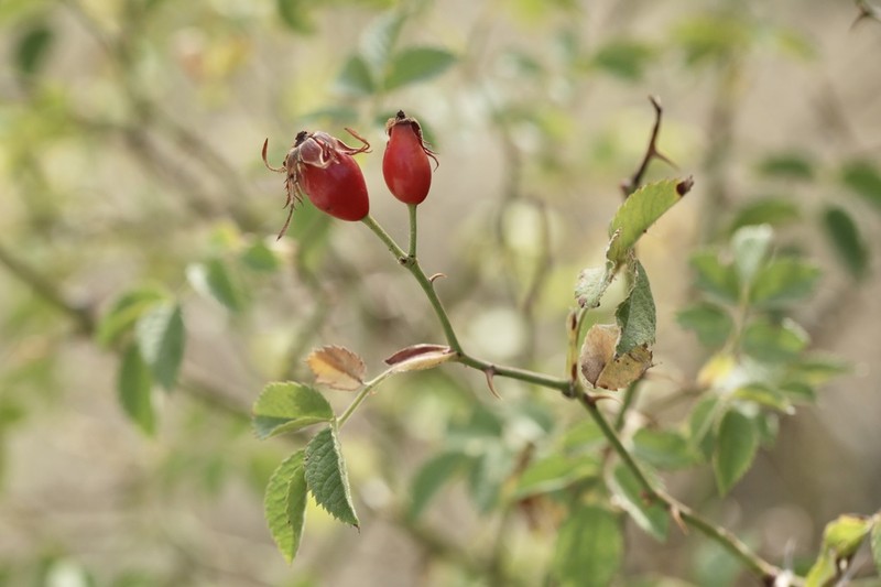 Rosa corymbifera photo 4